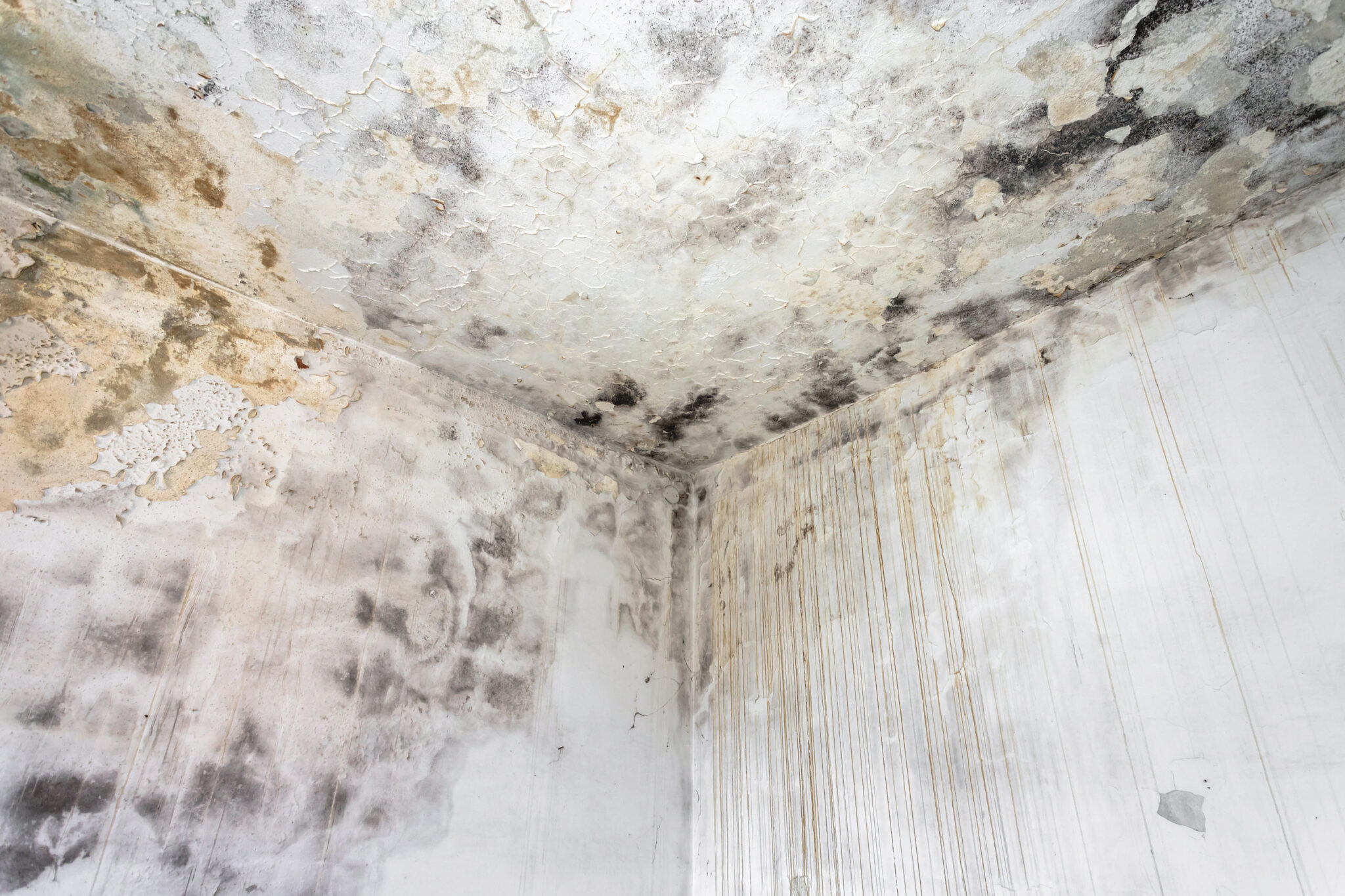 Mold Inspection & Remediation Services